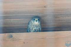 wygoda-2025-wycieczka-po-okolicy-033